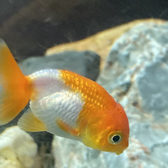 aquariophile cameliamisut