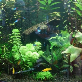 aquariophile Baguera1980