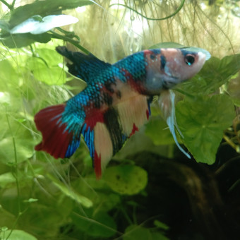 aquariophile Cy13