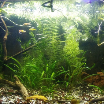 aquariophile YanSolo
