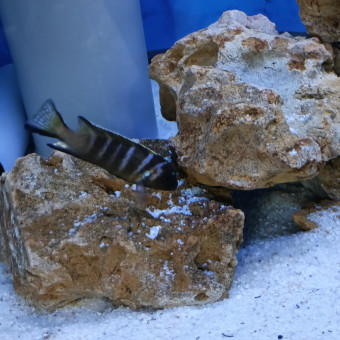 aquariophile Anthony8585