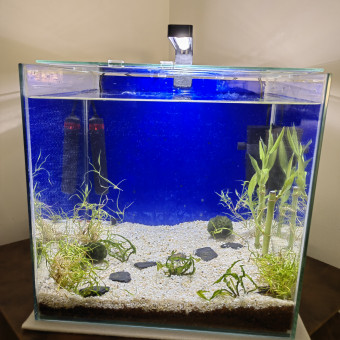 aquariophile Shuyabibi