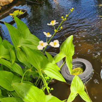 aquariophile Xav27490