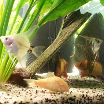 aquariophile Chelande