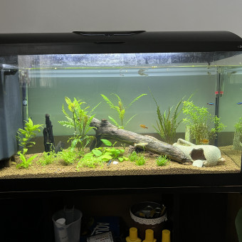aquariophile Gwen44