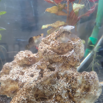 aquariophile Sandygermain