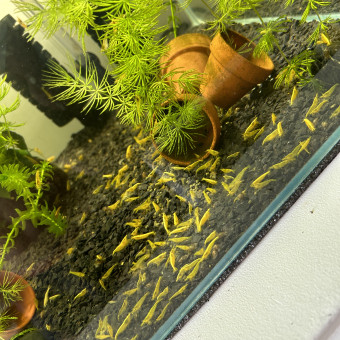 aquariophile Legende