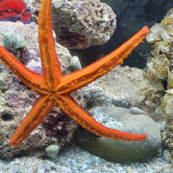 aquariophile Mediteraneanfishing13