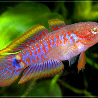 aquariophile bobdenice