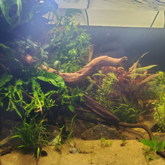 aquariophile Mathistop