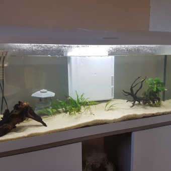 aquariophile Mimoushark