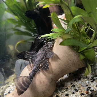 aquariophile Kanaroll