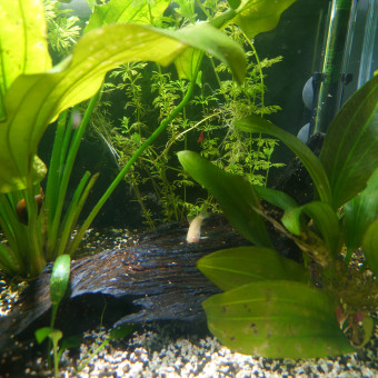 aquariophile Lacrevettequidebute