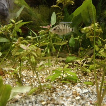 aquariophile Songe