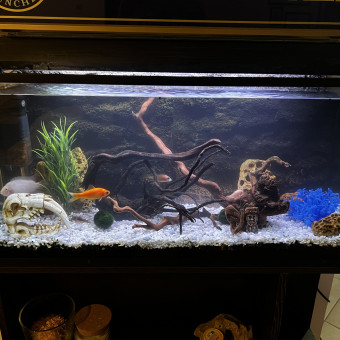 aquariophile Alizeegib