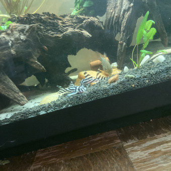 aquariophile Ribs