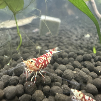 aquariophile ManonJoy