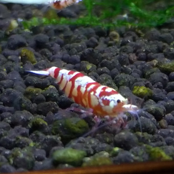 aquariophile Sirocco4217