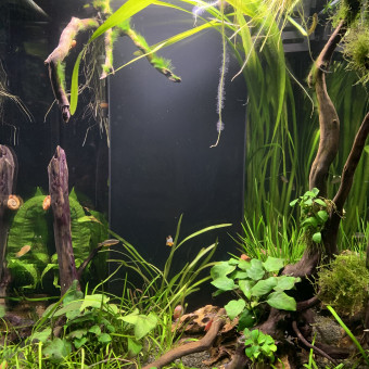 aquariophile specialkaa