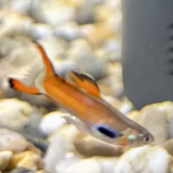 aquariophile Montreuillois