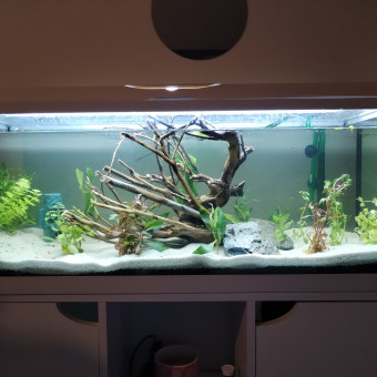 aquariophile Paysbasque64