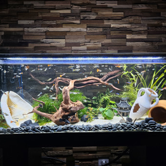 aquariophile Yassine91