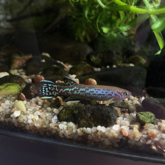 aquariophile Moraya