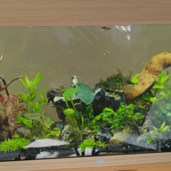 aquariophile Ericlba