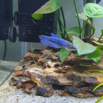 aquariophile TraBiscotte