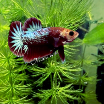 aquariophile bettamarne