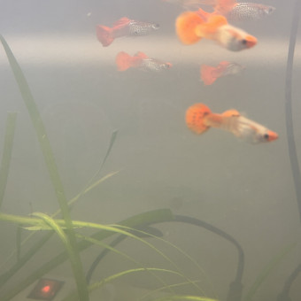 aquariophile Fishroom_88