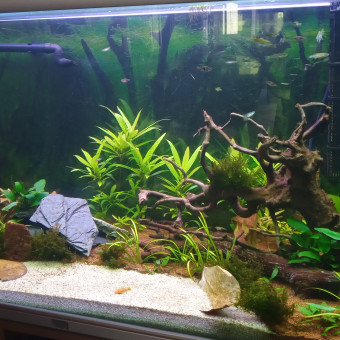 aquariophile Vince5517