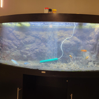 aquariophile Michelon8o