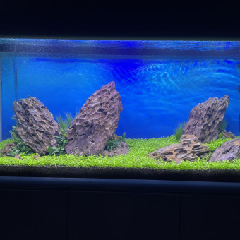 aquariophile Momopulco