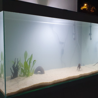 aquariophile Maltese