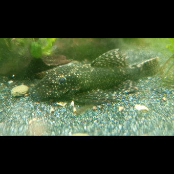aquariophile celine.c