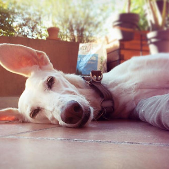 aquariophile ericsvl