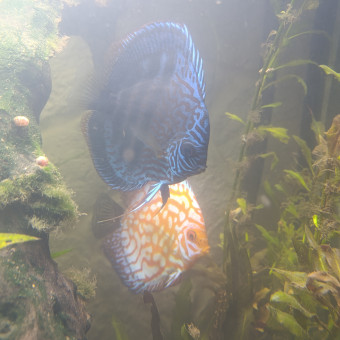 aquariophile Valentinaquariophilie