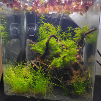 aquariophile fab21