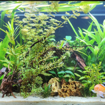 aquariophile carnot56