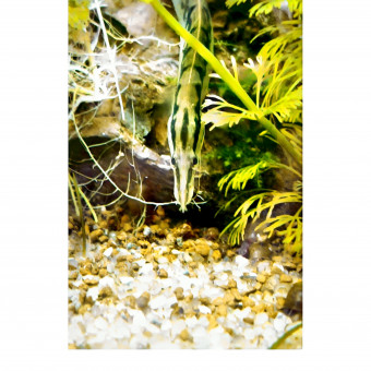 aquariophile Saicobouba80