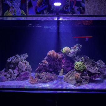 aquariophile MathysBrtx