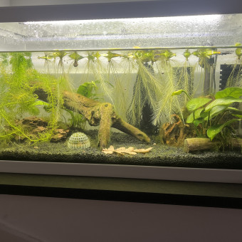 aquariophile Celine4419