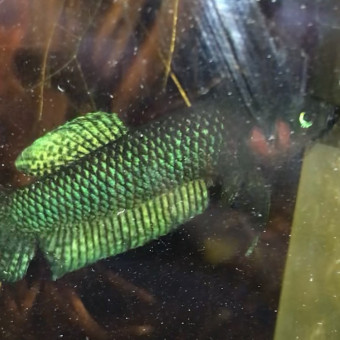 aquariophile Fe35