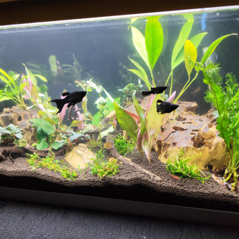 aquariophile Cedric_Ben