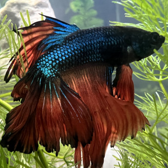 aquariophile Shin54