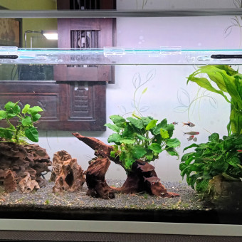 aquariophile heliot51