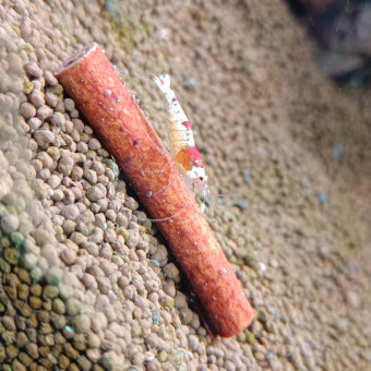 aquariophile MaevaLudo76