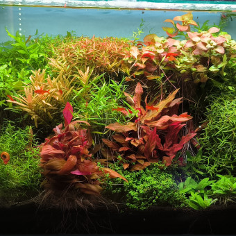 aquariophile Jeremy636