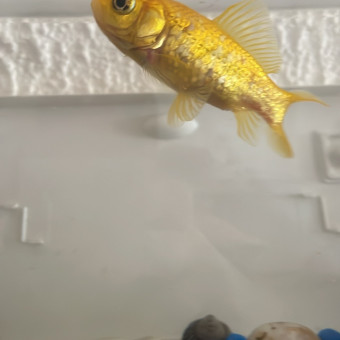 aquariophile Lolo1289